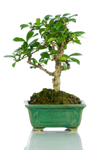 Bomboniera bonsai carmona base