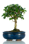 Bomboniera bonsai Carmona medium
