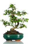 Bomboniera bonsai Carmona regalo