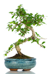 Bomboniera bonsai Carmona top