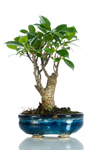 Bomboniera bonsai ficus base