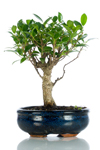 Bomboniera bonsai ficus