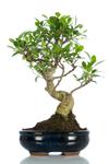 Bomboniera bonsai Ficus regalo