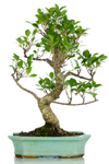 Bomboniera bonsai Ficus testimoni