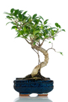 Bomboniera bonsai ficus top