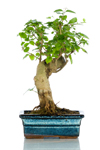 Bomboniera bonsai Ligustro medium