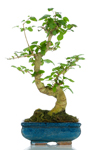 Bomboniera bonsai ligustro top