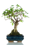 Bomboniera bonsai olmo base