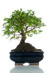 Bomboniera bonsai Olmo medium