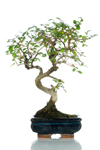 Bomboniera bonsai olmo top