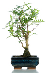 Bomboniera bonsai pepper base