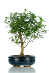 Bomboniera bonsai Pepper medium