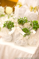 Bomboniere con piantine di Bonsai, Matrimonio di Nando e Linda