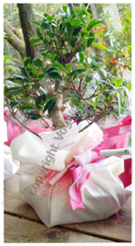 Bomboniere Bonsai per Matrimonio di Brunella e Omar, Grand Hotel Cesenatico