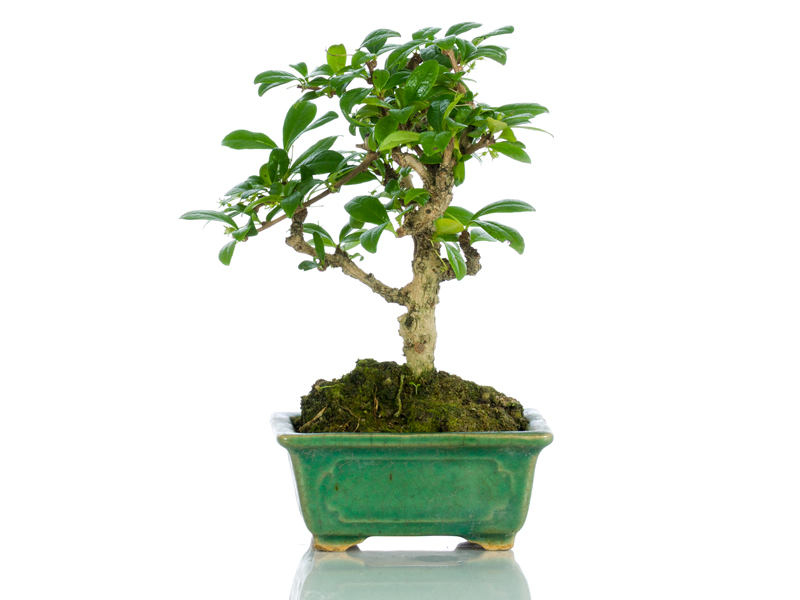 Bomboniere Bonsai Bomboniere Originali Bomboniere Solidali Bomboniere Ecologiche