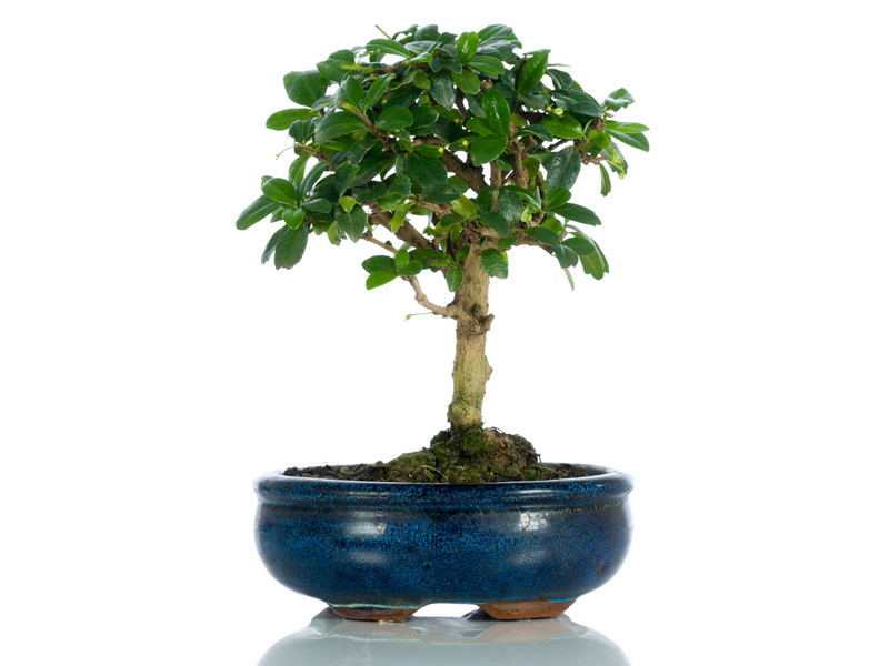 Bomboniere Bonsai Bomboniere Originali Bomboniere Solidali Bomboniere Ecologiche