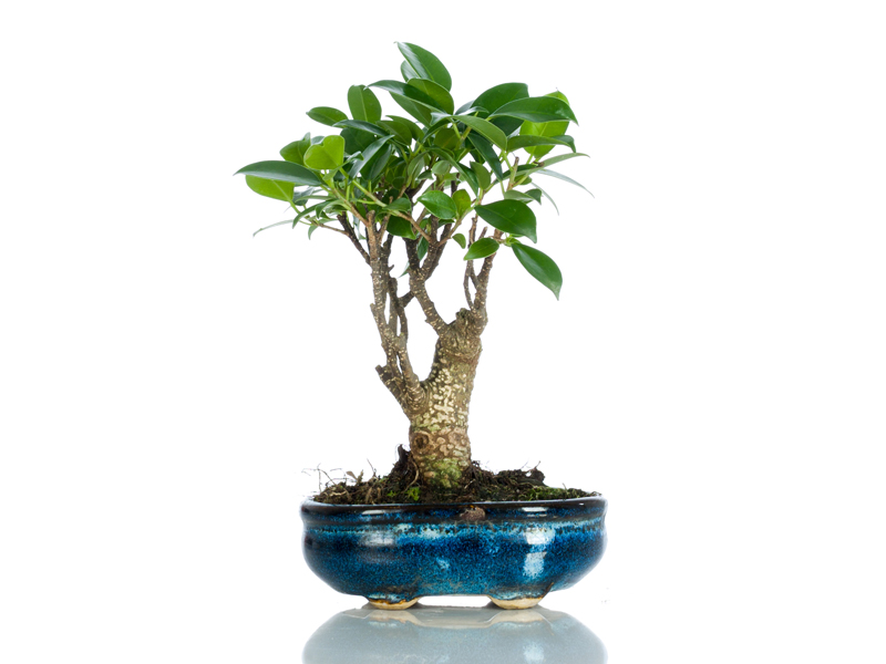 Bomboniere Bonsai Bomboniere Originali Bomboniere Solidali Bomboniere Ecologiche