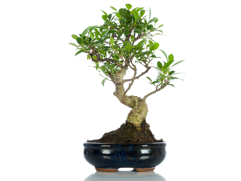 Bomboniere Bonsai Bomboniere Originali Bomboniere Solidali Bomboniere Ecologiche