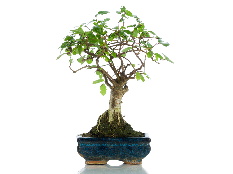 Bomboniere Bonsai Bomboniere Originali Bomboniere Solidali Bomboniere Ecologiche