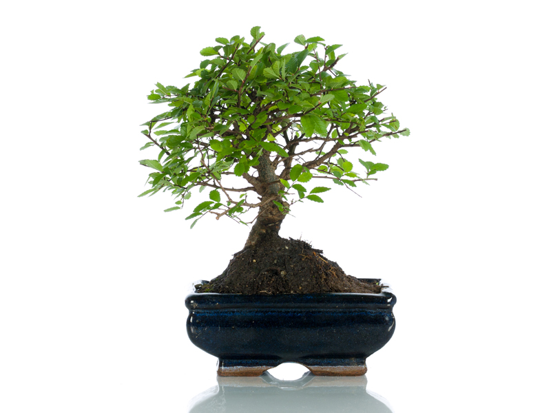 Bomboniere Bonsai Bomboniere Originali Bomboniere Solidali Bomboniere Ecologiche