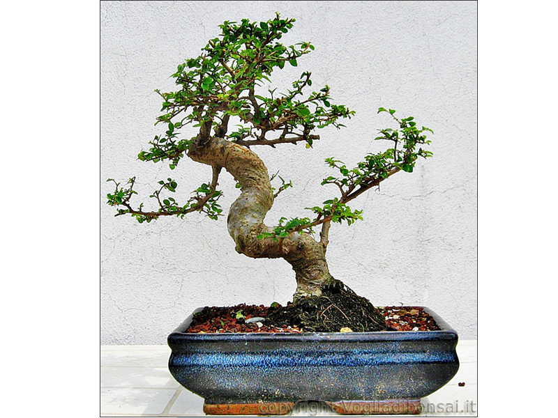 Bomboniere Bonsai Bomboniere Originali Bomboniere Solidali Bomboniere Ecologiche