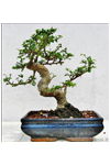 Bomboniera bonsai Olmo testimoni