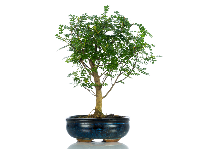 Bomboniere Bonsai Bomboniere Originali Bomboniere Solidali Bomboniere Ecologiche