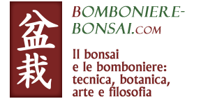 Il blog di Voglia di Bonsai Blog Bonsai