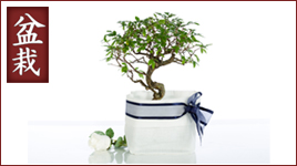 Bomboniere Bonsai