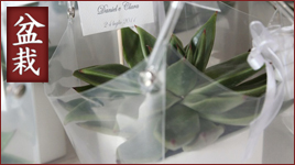 Bomboniere con piante grasse